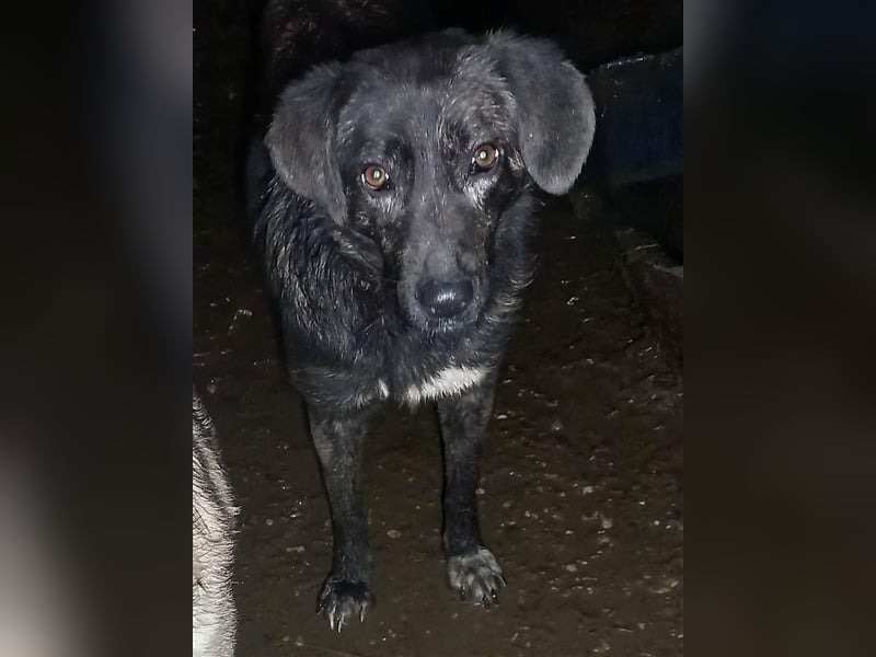 TIFFANY - tolles, wunderschönes Hundemädchen - sucht ein liebevolles Zuhause für immer!