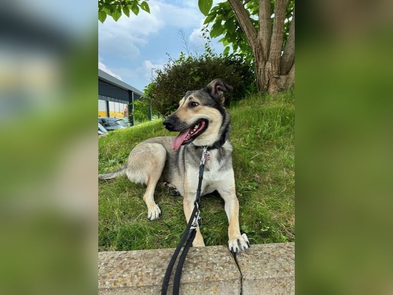 Ahri wünscht sich eine Familie für immer (51145 Köln)