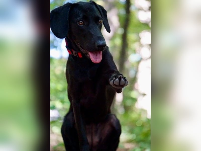 Liesl - Neuer Lebensmittelpunkt gesucht (82223 Eichenau)