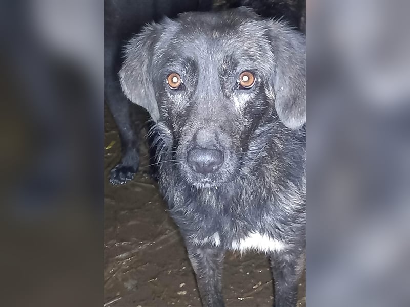 TIFFANY - tolles, wunderschönes Hundemädchen - sucht ein liebevolles Zuhause für immer!