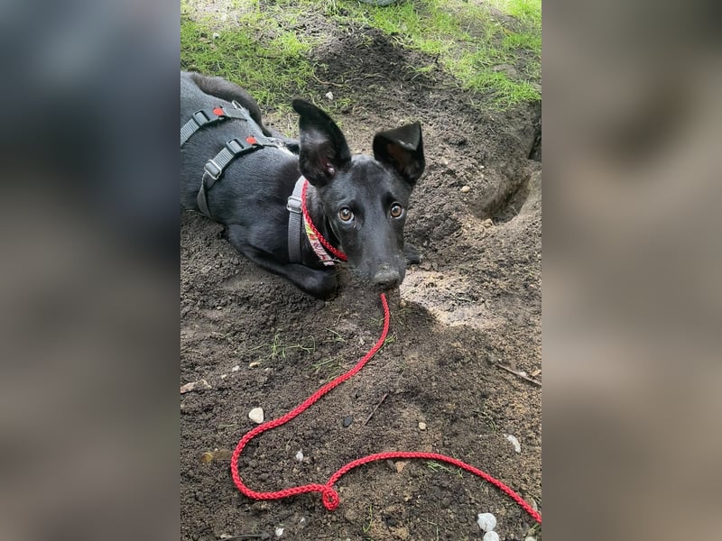 Susi sucht ihre Lieblingsmenschen (10709 Berlin)