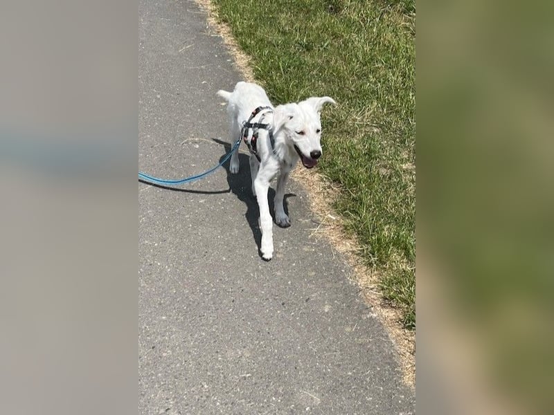 Lina möchte endlich ankommen (67459 Böhl-Iggelheim)