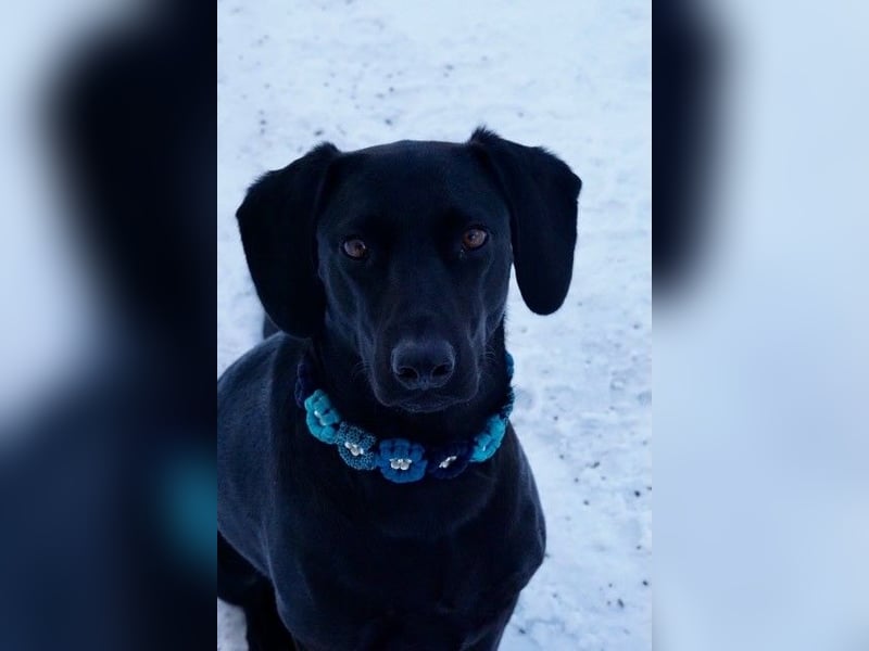 Liesl - Neuer Lebensmittelpunkt gesucht (82223 Eichenau)