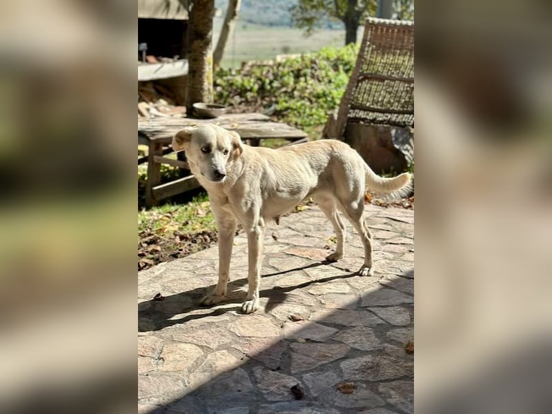 Miranda - Familie fürs Leben gesucht (82041 Deisenhofen)