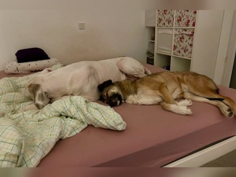 Rey sucht ihre Familie (15938 Drahnsdorf)