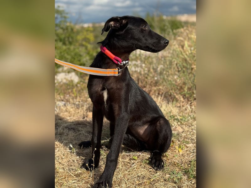Elektra - zuckersüße Junghündin möchte Teil deiner Familie werden (84100 Niederaichbach)
