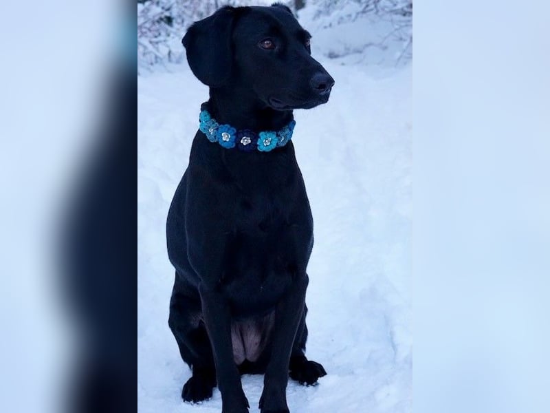 Liesl - Neuer Lebensmittelpunkt gesucht (82223 Eichenau)