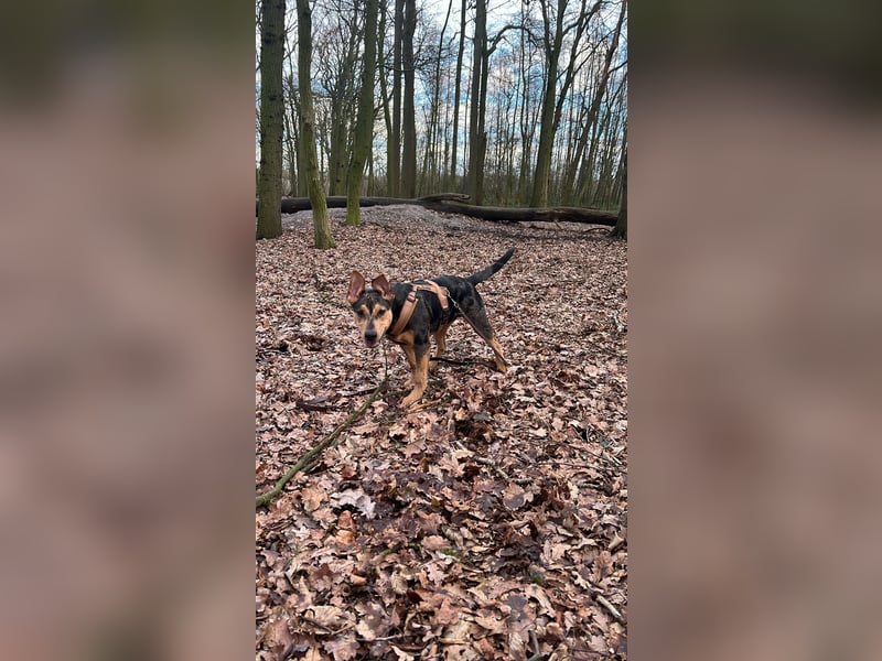 ,,Lady sucht ein neues Zuhause“