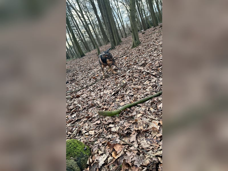 ,,Lady sucht ein neues Zuhause“