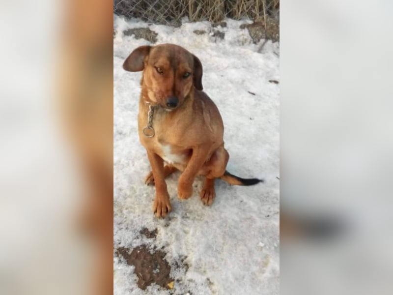 Hundedame sucht ihr Für-Immer-Zuhause
