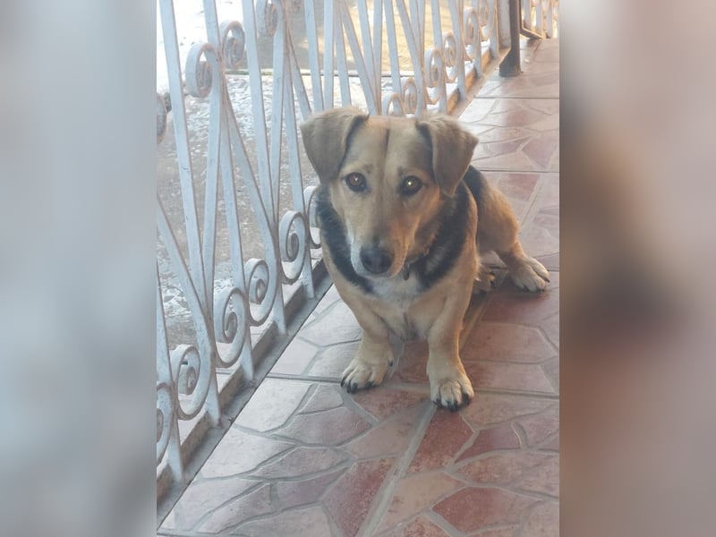 Picuri sucht ein neues Zuhause, weil ihr Halter sich nicht mehr um sie kümmern kann !