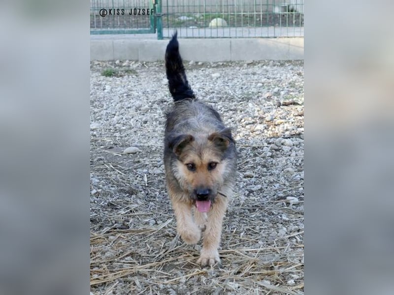 Bubi, eine kleine menschenbezogene Wuschelhündin , die es bisher nicht gut hatte.