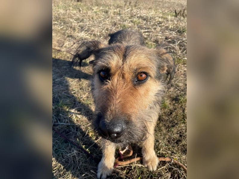 Bubi, eine kleine menschenbezogene Wuschelhündin , die es bisher nicht gut hatte.