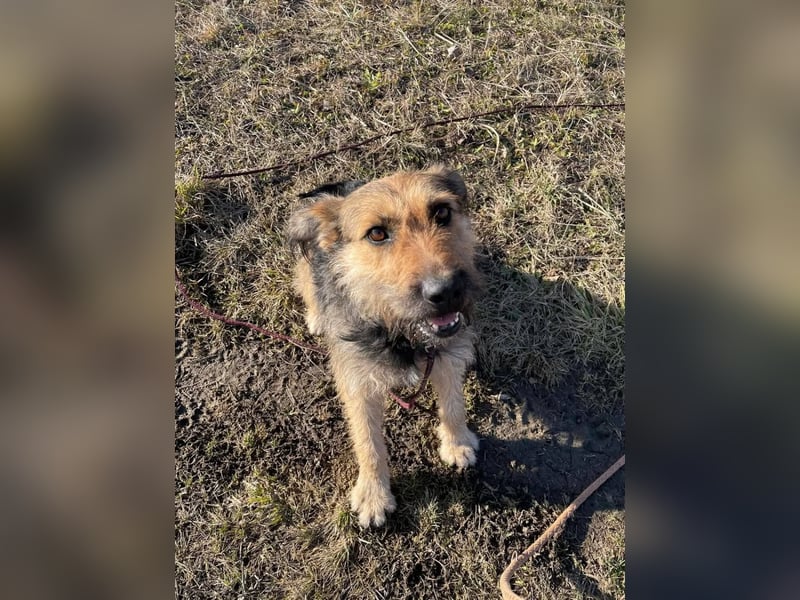 Bubi, eine kleine menschenbezogene Wuschelhündin , die es bisher nicht gut hatte.