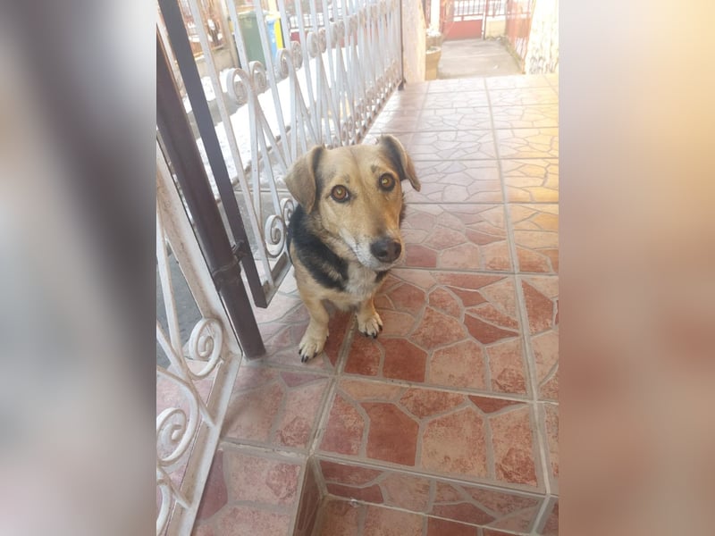 Picuri sucht ein neues Zuhause, weil ihr Halter sich nicht mehr um sie kümmern kann !