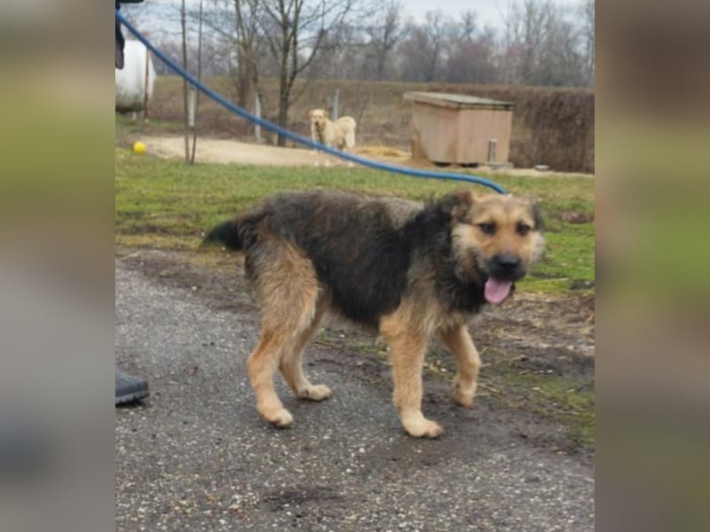 Bubi, eine kleine menschenbezogene Wuschelhündin , die es bisher nicht gut hatte.