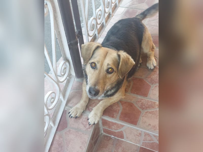 Picuri sucht ein neues Zuhause, weil ihr Halter sich nicht mehr um sie kümmern kann !