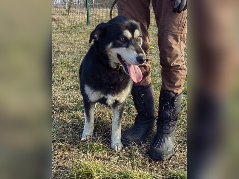 Nala, geb. 19.04.2021, 57cm, wünscht sich eine liebevolle Familie