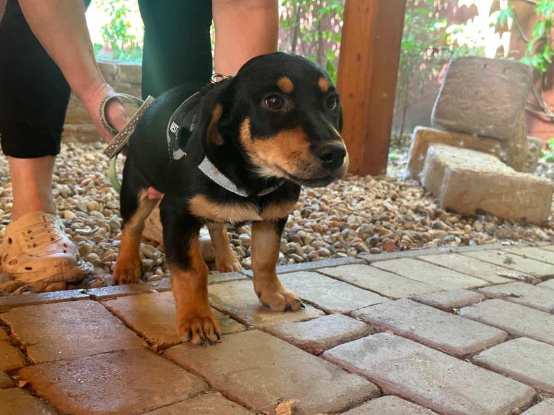 Jessica, geboren 06.04.2025, 30cm sucht liebvolles Zuhause