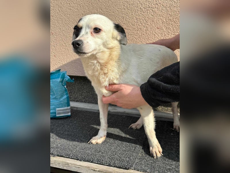 Mezi, geboren 21.05.2023, 35cm sucht ihr Körbchen