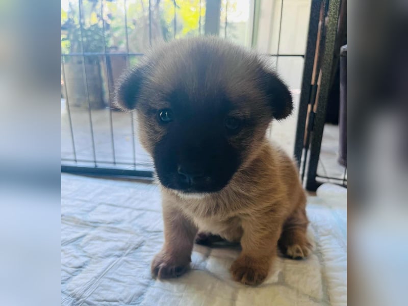 Lili, 8 Wochen sucht ihr Zuhause