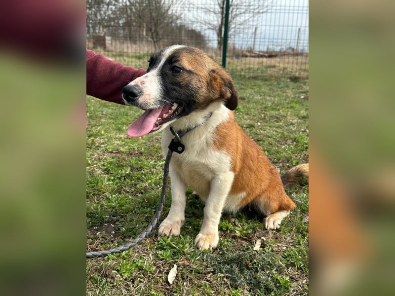 Cherry, geboren 25.06.2024, 36cm sucht ihr Glück