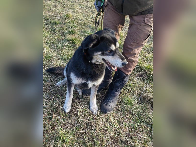 Nala, geb. 19.04.2021, 57cm, wünscht sich eine liebevolle Familie