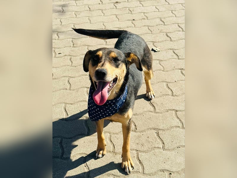 Shiva, ca. 4 Jahre jung, 40 cm, wartet auf ein tolles Hundeleben