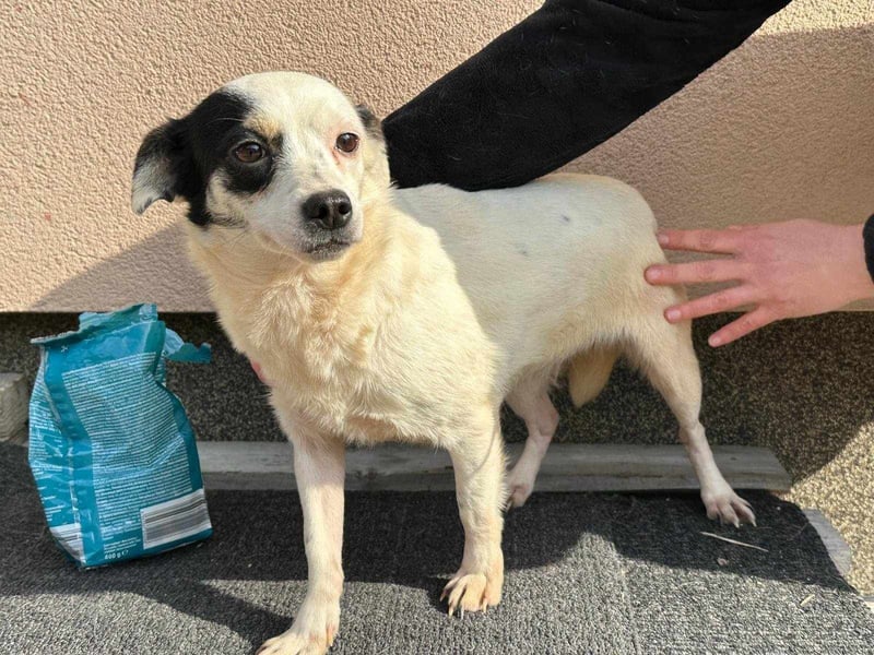 Mezi, geboren 21.05.2023, 35cm sucht ihr Körbchen