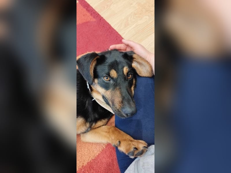 Molly, geboren 10.10.2023, 48cm sucht DICH!