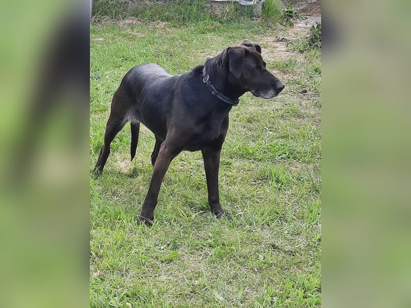 Dolly, geboren 30.12.2015, 60cm sucht ihr Zuhause (auf Pflegestelle in Deutschland)