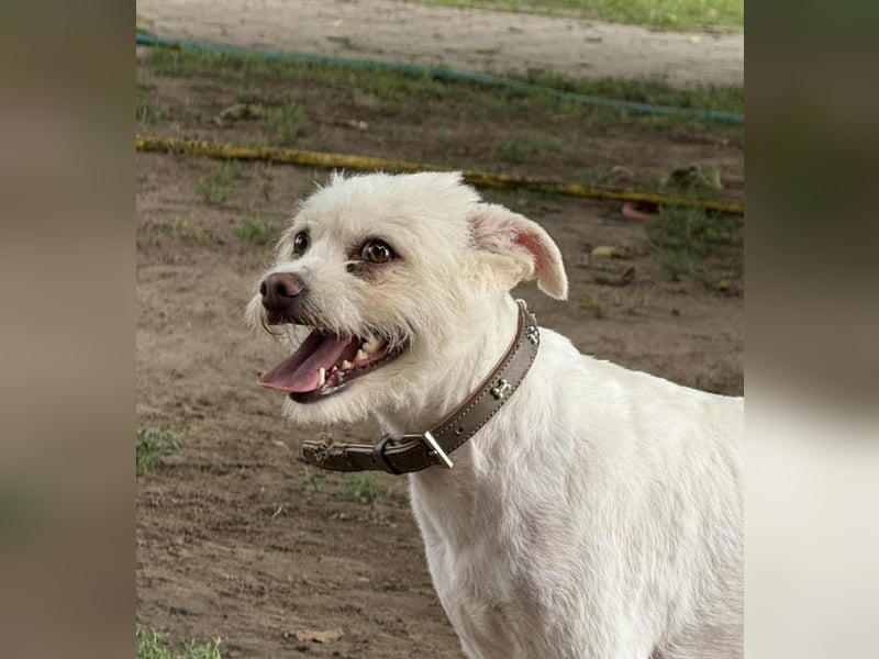 Lilu, geboren 09.04.2024, 40cm sucht ihre Menschen