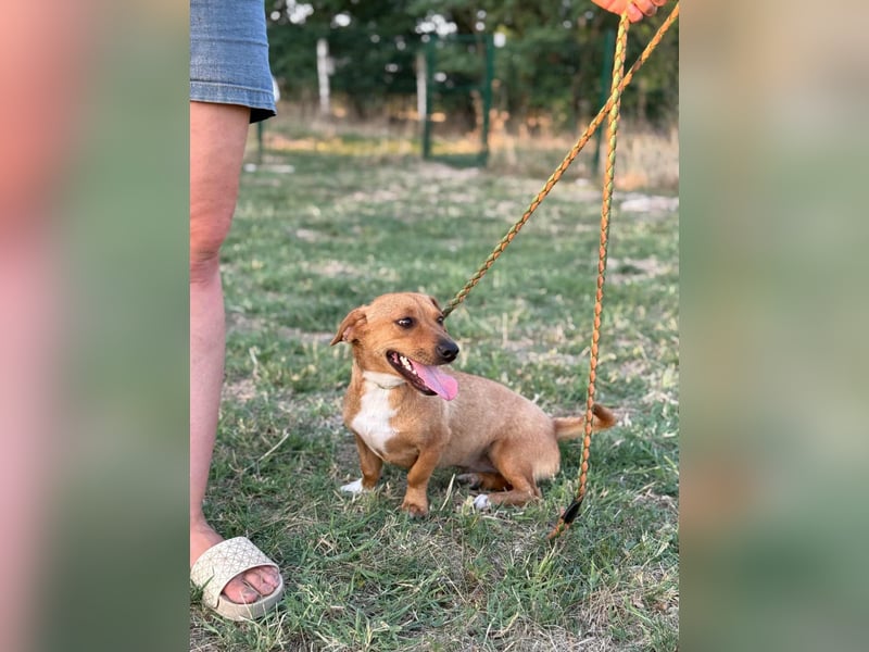 Serafina, geboren 31.10.2024, 30cm sucht ihre Chance