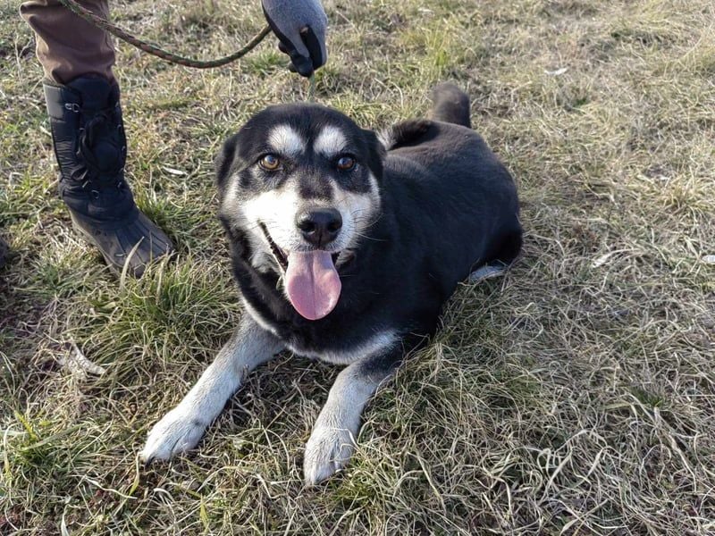 Nala, geb. 19.04.2021, 57cm, wünscht sich eine liebevolle Familie