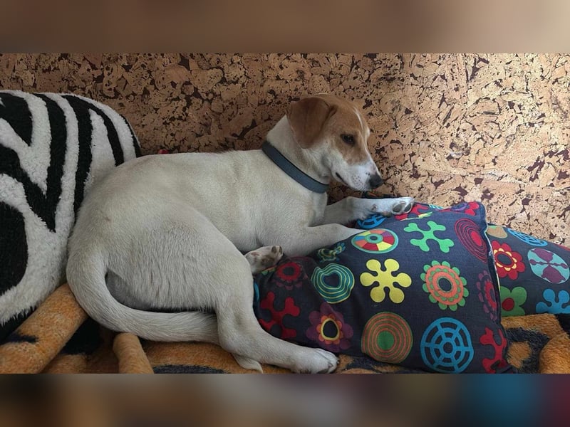Pimpa, ca. 8 Monate, 35cm sucht ihr Zuhause