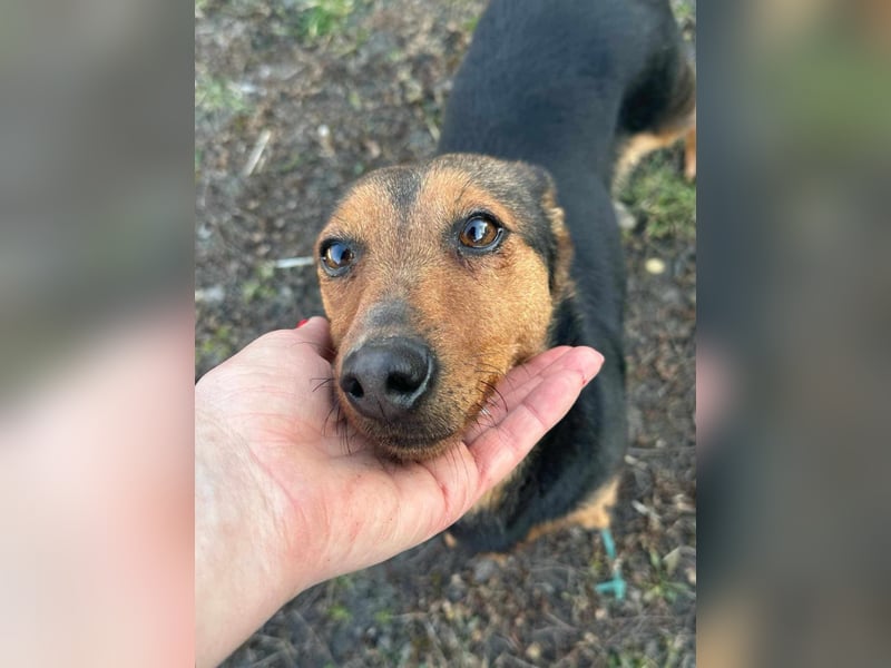 Frida, 10.05.2019 geboren, 31 cm sucht ihre Menschen