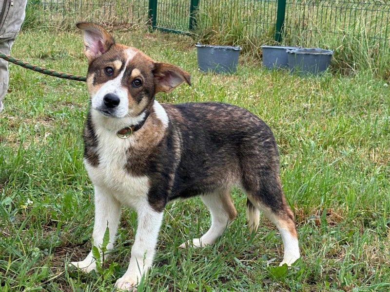 Skada, geboren 10.01.2025, 40cm sucht ihr Zuhause