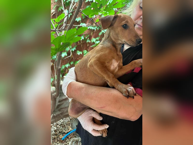 Milla, geboren 25.03.2025, 29cm sucht ihre Menschen