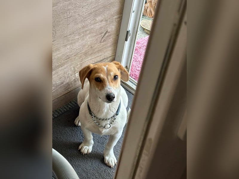 Pimpa, ca. 8 Monate, 35cm sucht ihr Zuhause