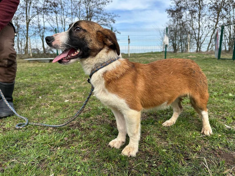 Cherry, geboren 25.06.2024, 36cm sucht ihr Glück