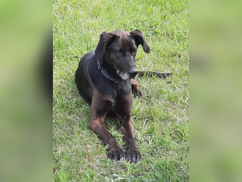 Dolly, geboren 30.12.2015, 60cm sucht ihr Zuhause (auf Pflegestelle in Deutschland)