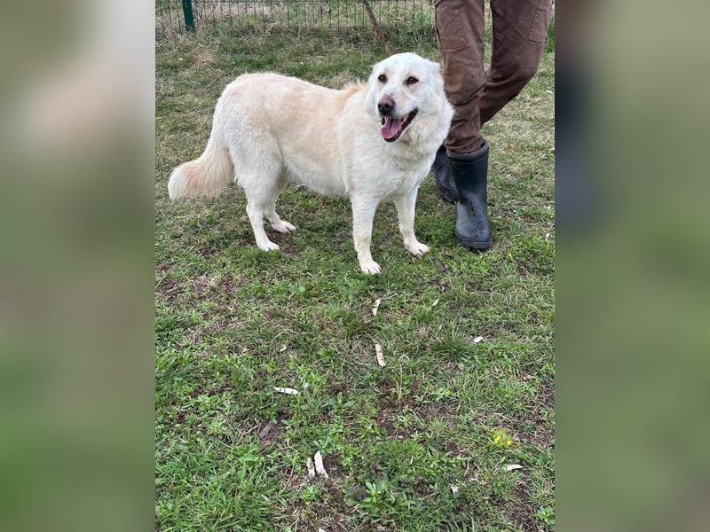 Fibi, geboren 01.06.2021, 50cm sucht ihr Körbchen