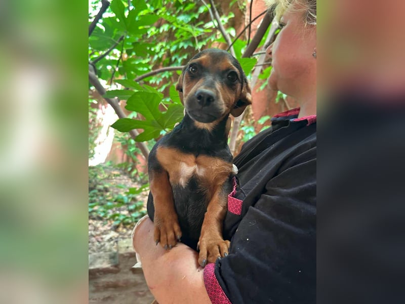 Mia, geboren 25.03.2025, 23cm sucht liebevolle Menschen