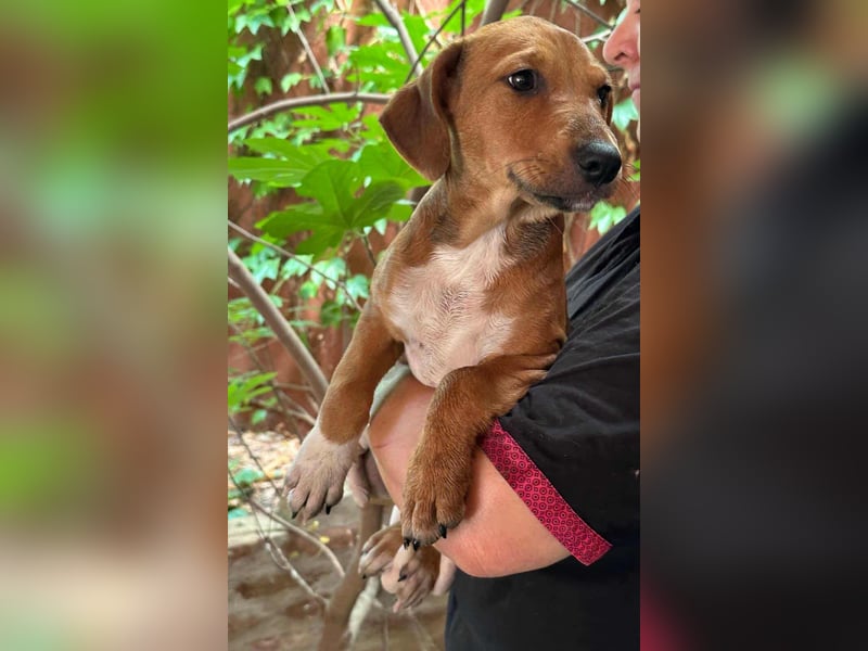 Mandy, geboren 25.03.2025, 29cm sucht ihr Zuhause