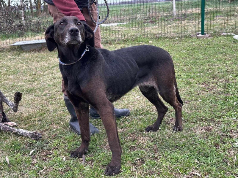 Dolly, geboren 30.12.2015, 60cm sucht ihr Zuhause (auf Pflegestelle in Deutschland)
