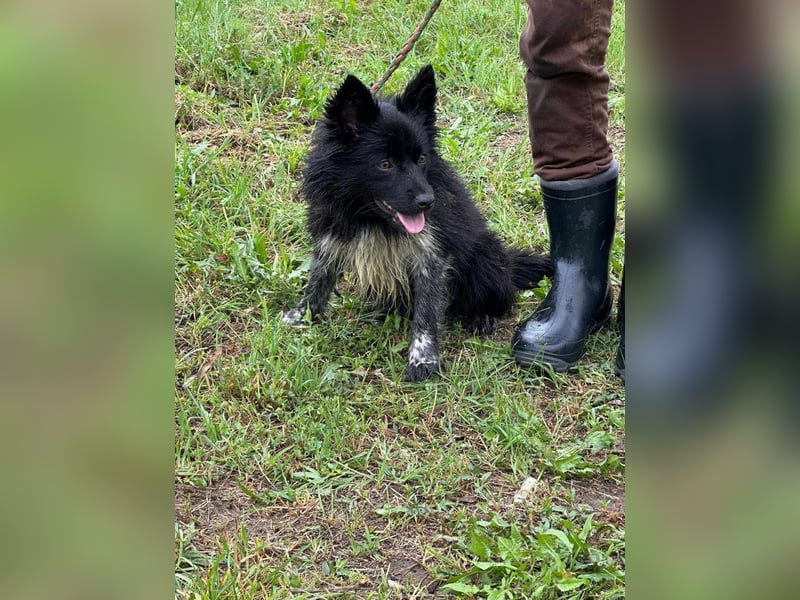 Zoya, geboren 25.09.2024, 40cm sucht ihr Zuhause