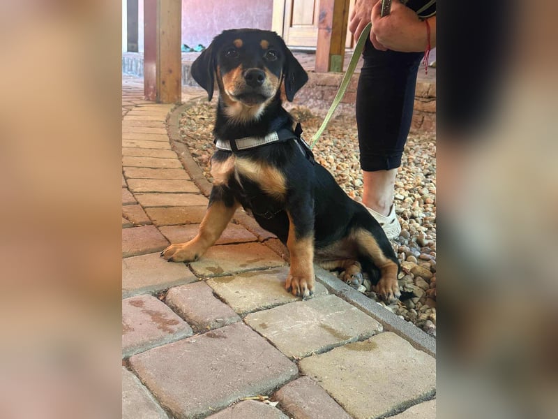 Jessica, geboren 06.04.2025, 30cm sucht liebvolles Zuhause