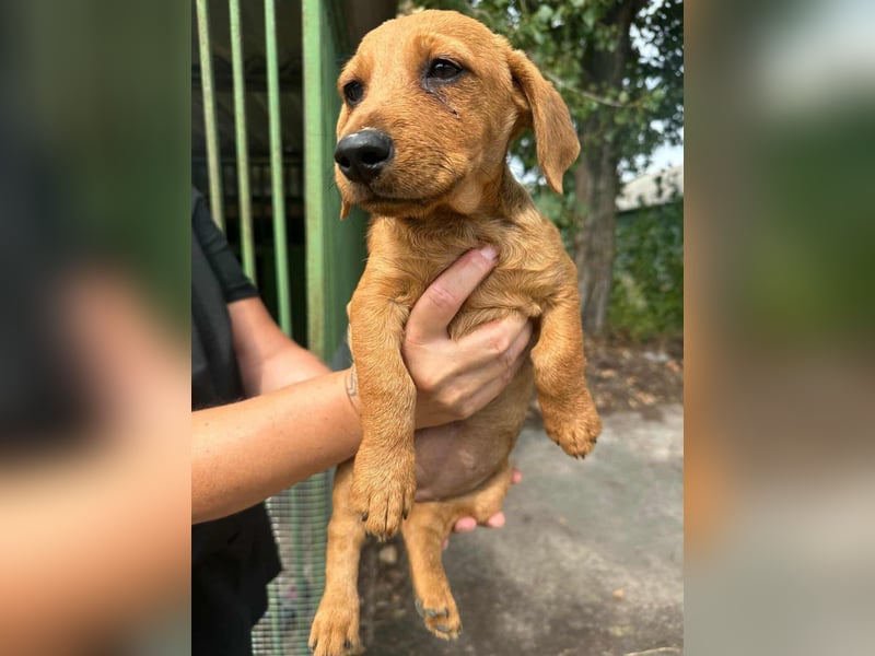 Sari, geboren 02.07.2025 sucht ihre Chance