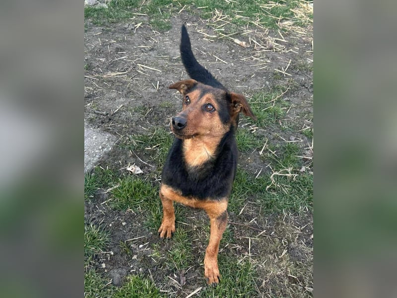 Frida, 10.05.2019 geboren, 31 cm sucht ihre Menschen