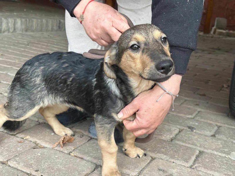 Lucy, geboren 10.12.2024, 31cm sucht ihre Menschen